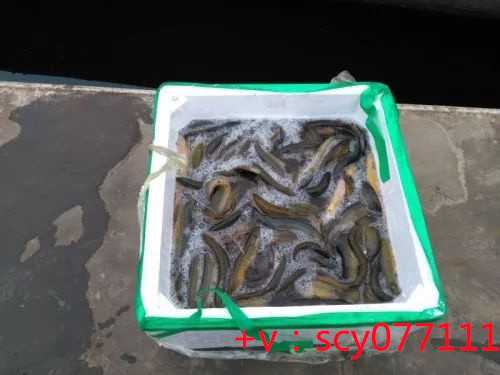 苏州可以放生鱼的寺庙，苏州环城河泛起大量死鱼